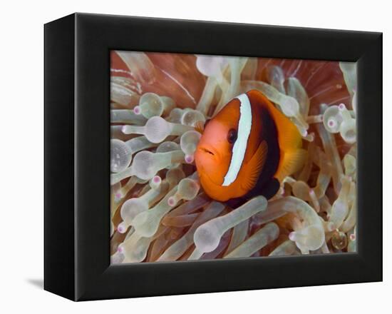 Anemonefish Among Poisonous Tentacles, Raja Ampat, Indonesia-null-Framed Premier Image Canvas