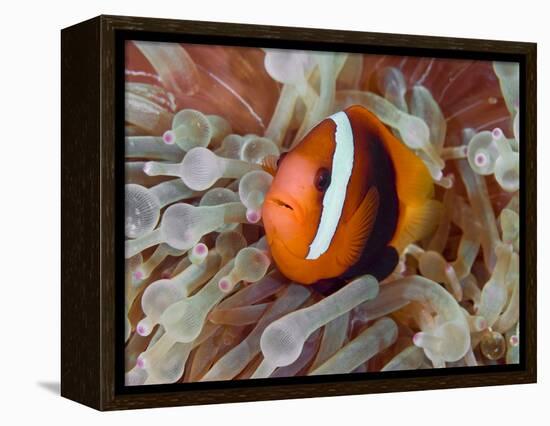 Anemonefish Among Poisonous Tentacles, Raja Ampat, Indonesia-null-Framed Premier Image Canvas