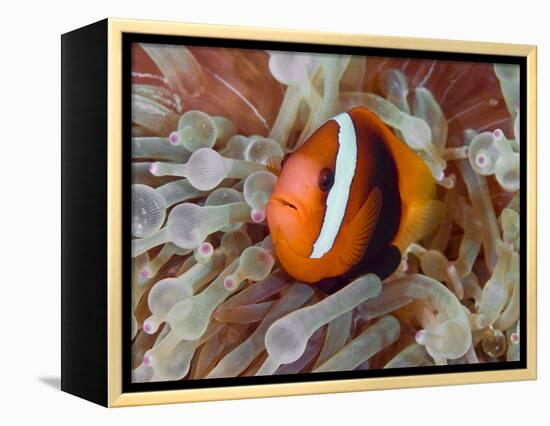 Anemonefish Among Poisonous Tentacles, Raja Ampat, Indonesia-null-Framed Premier Image Canvas