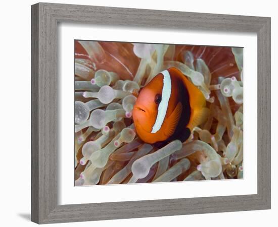 Anemonefish Among Poisonous Tentacles, Raja Ampat, Indonesia-null-Framed Photographic Print