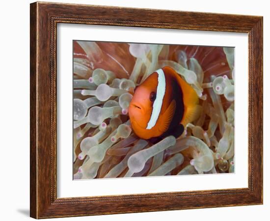 Anemonefish Among Poisonous Tentacles, Raja Ampat, Indonesia-null-Framed Photographic Print