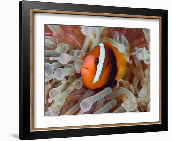 Anemonefish Among Poisonous Tentacles, Raja Ampat, Indonesia-null-Framed Photographic Print