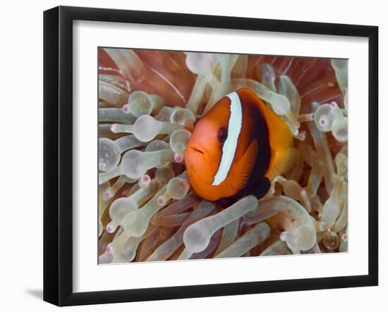 Anemonefish Among Poisonous Tentacles, Raja Ampat, Indonesia-null-Framed Photographic Print