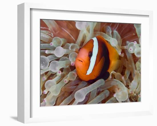 Anemonefish Among Poisonous Tentacles, Raja Ampat, Indonesia-null-Framed Photographic Print