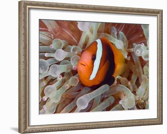 Anemonefish Among Poisonous Tentacles, Raja Ampat, Indonesia-null-Framed Photographic Print