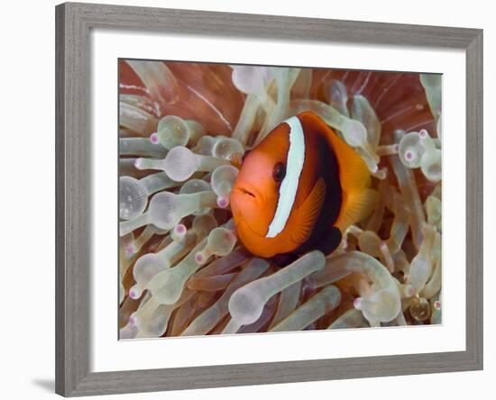 Anemonefish Among Poisonous Tentacles, Raja Ampat, Indonesia-null-Framed Photographic Print