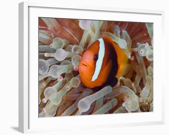 Anemonefish Among Poisonous Tentacles, Raja Ampat, Indonesia-null-Framed Photographic Print