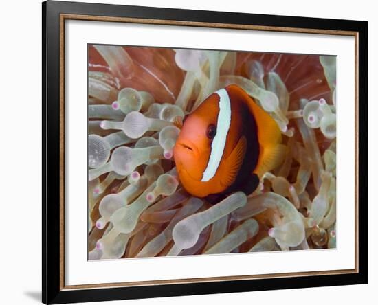 Anemonefish Among Poisonous Tentacles, Raja Ampat, Indonesia-null-Framed Photographic Print