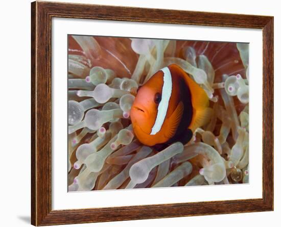 Anemonefish Among Poisonous Tentacles, Raja Ampat, Indonesia-null-Framed Photographic Print