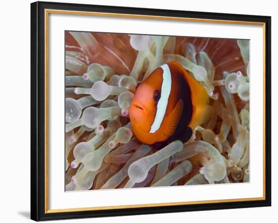 Anemonefish Among Poisonous Tentacles, Raja Ampat, Indonesia-null-Framed Photographic Print