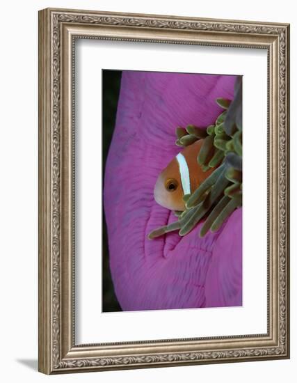 Anemonefish (Amphiprion Nigripes) in a Sea Anemone, Pacific Ocean.-Reinhard Dirscherl-Framed Photographic Print