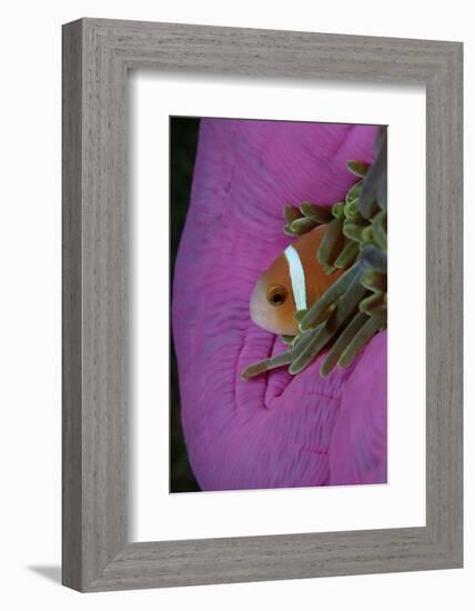 Anemonefish (Amphiprion Nigripes) in a Sea Anemone, Pacific Ocean.-Reinhard Dirscherl-Framed Photographic Print