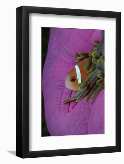 Anemonefish (Amphiprion Nigripes) in a Sea Anemone, Pacific Ocean.-Reinhard Dirscherl-Framed Photographic Print