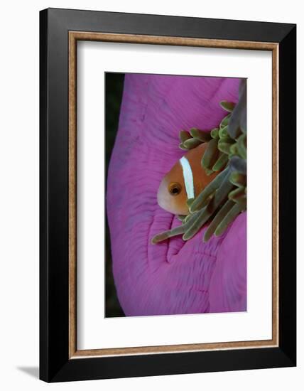 Anemonefish (Amphiprion Nigripes) in a Sea Anemone, Pacific Ocean.-Reinhard Dirscherl-Framed Photographic Print