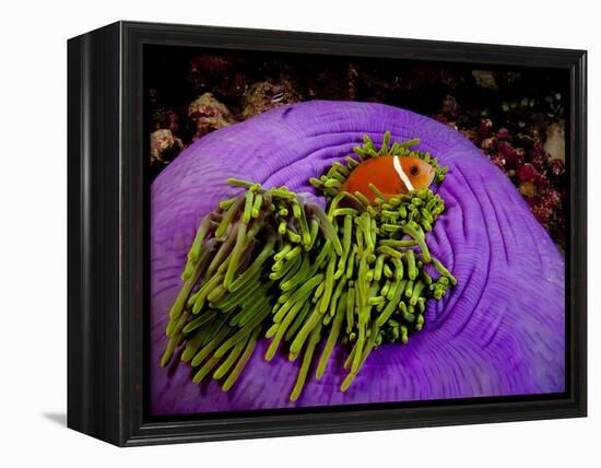 Anemonefish and large anemone-Stephen Frink-Framed Premier Image Canvas