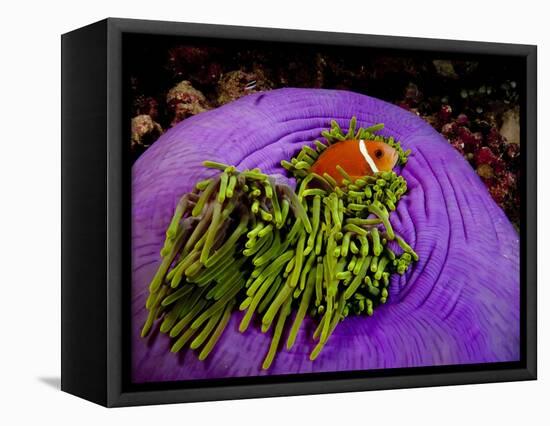 Anemonefish and large anemone-Stephen Frink-Framed Premier Image Canvas