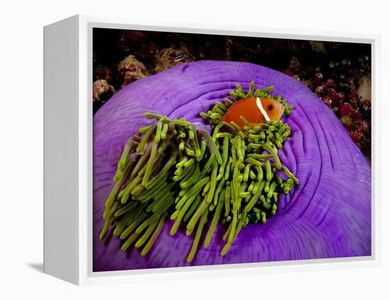 Anemonefish and large anemone-Stephen Frink-Framed Premier Image Canvas