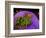 Anemonefish and large anemone-Stephen Frink-Framed Photographic Print