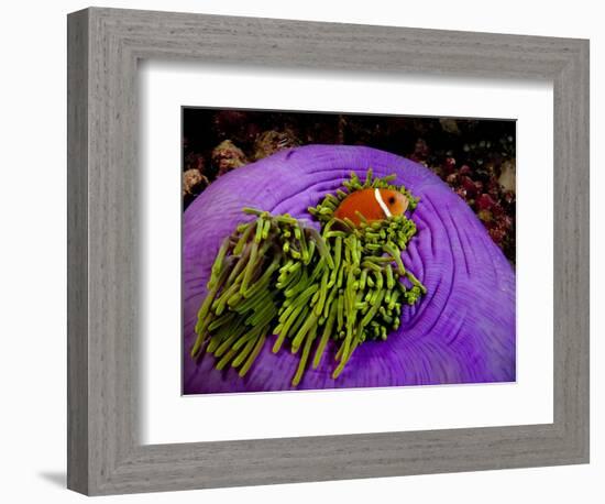 Anemonefish and large anemone-Stephen Frink-Framed Photographic Print