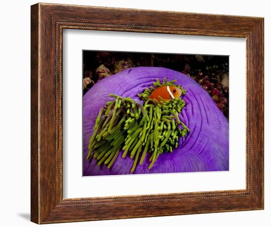 Anemonefish and large anemone-Stephen Frink-Framed Photographic Print