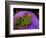 Anemonefish and large anemone-Stephen Frink-Framed Photographic Print