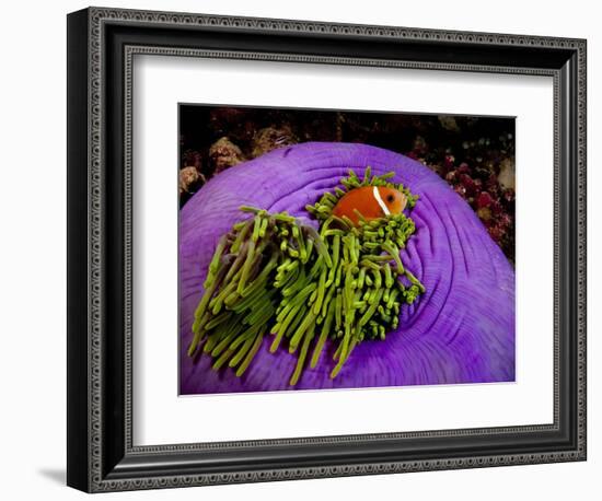Anemonefish and large anemone-Stephen Frink-Framed Photographic Print