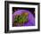 Anemonefish and large anemone-Stephen Frink-Framed Photographic Print