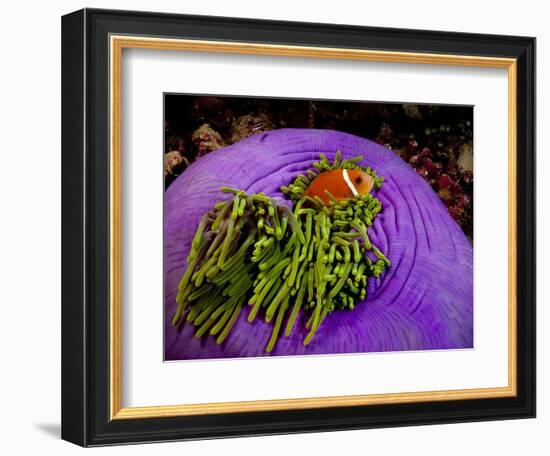 Anemonefish and large anemone-Stephen Frink-Framed Photographic Print