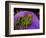 Anemonefish and large anemone-Stephen Frink-Framed Photographic Print