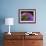 Anemonefish and large anemone-Stephen Frink-Framed Photographic Print displayed on a wall