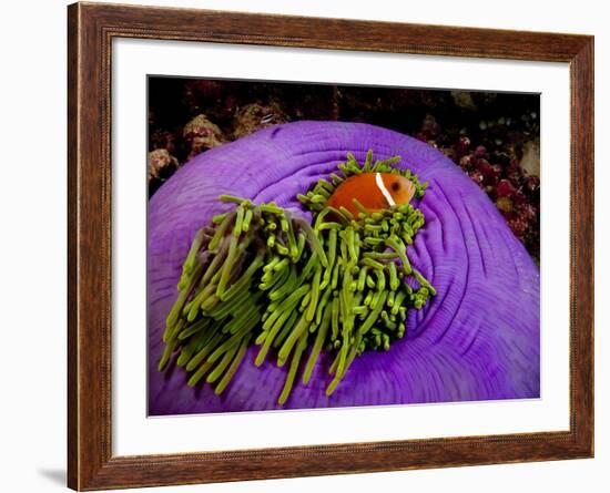 Anemonefish and large anemone-Stephen Frink-Framed Photographic Print
