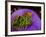 Anemonefish and large anemone-Stephen Frink-Framed Photographic Print