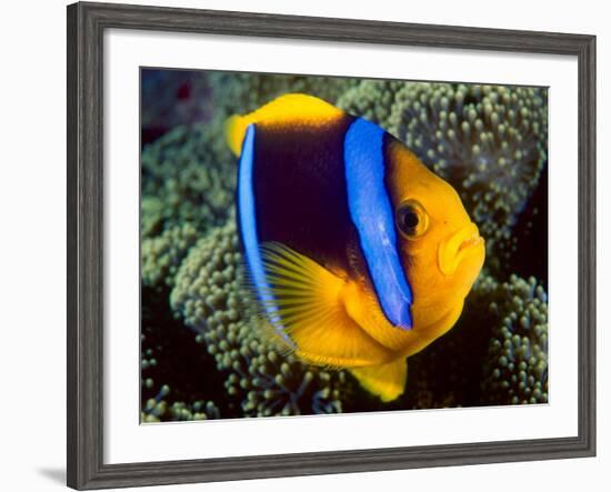 Anemonefish, Great Barrier Reef, Australia-Stuart Westmoreland-Framed Premium Photographic Print
