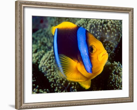 Anemonefish, Great Barrier Reef, Australia-Stuart Westmoreland-Framed Premium Photographic Print