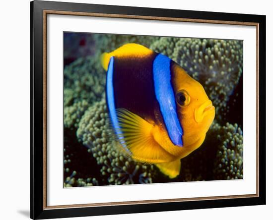 Anemonefish, Great Barrier Reef, Australia-Stuart Westmoreland-Framed Premium Photographic Print