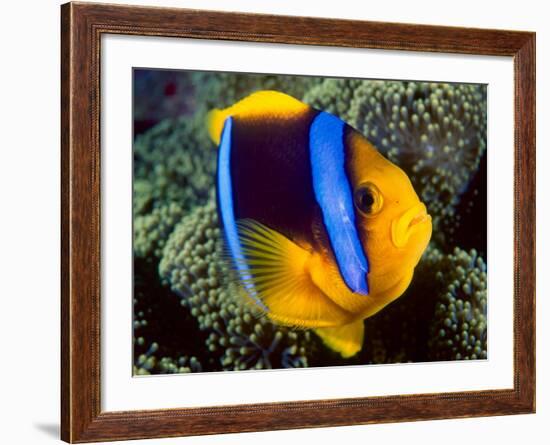 Anemonefish, Great Barrier Reef, Australia-Stuart Westmoreland-Framed Premium Photographic Print