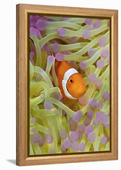 Anemonefish in Protective Anemone, Raja Ampat, Papua, Indonesia-Jaynes Gallery-Framed Premier Image Canvas