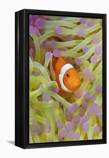 Anemonefish in Protective Anemone, Raja Ampat, Papua, Indonesia-Jaynes Gallery-Framed Premier Image Canvas