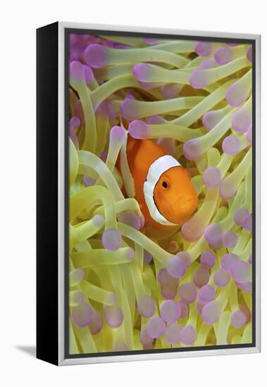 Anemonefish in Protective Anemone, Raja Ampat, Papua, Indonesia-Jaynes Gallery-Framed Premier Image Canvas