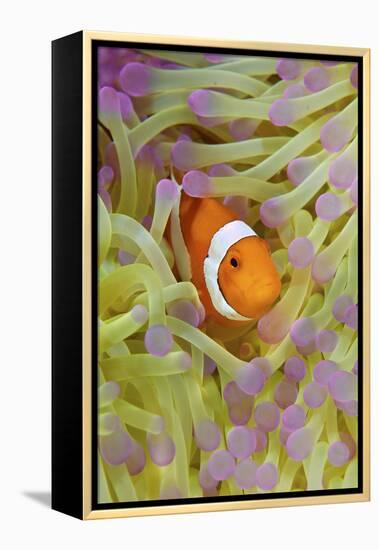 Anemonefish in Protective Anemone, Raja Ampat, Papua, Indonesia-Jaynes Gallery-Framed Premier Image Canvas