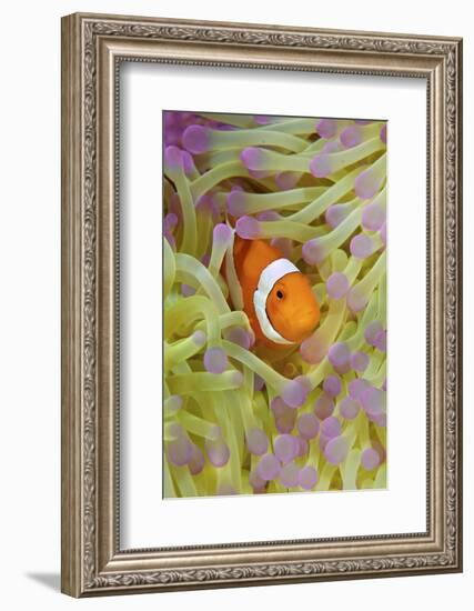 Anemonefish in Protective Anemone, Raja Ampat, Papua, Indonesia-Jaynes Gallery-Framed Photographic Print