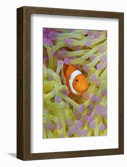 Anemonefish in Protective Anemone, Raja Ampat, Papua, Indonesia-Jaynes Gallery-Framed Photographic Print