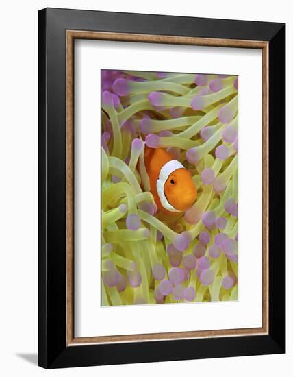 Anemonefish in Protective Anemone, Raja Ampat, Papua, Indonesia-Jaynes Gallery-Framed Photographic Print