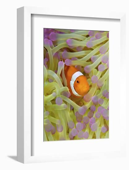 Anemonefish in Protective Anemone, Raja Ampat, Papua, Indonesia-Jaynes Gallery-Framed Photographic Print
