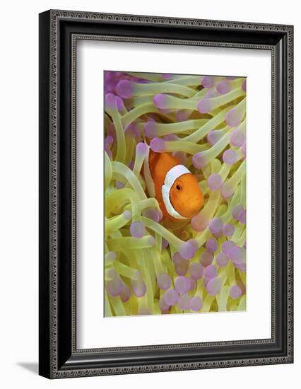 Anemonefish in Protective Anemone, Raja Ampat, Papua, Indonesia-Jaynes Gallery-Framed Photographic Print