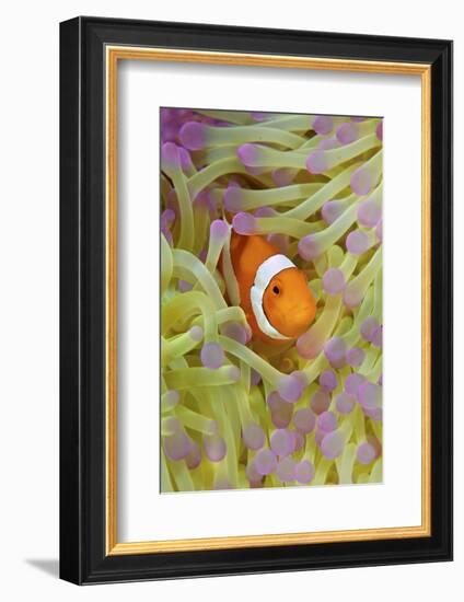 Anemonefish in Protective Anemone, Raja Ampat, Papua, Indonesia-Jaynes Gallery-Framed Photographic Print