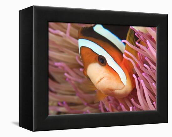 Anemonefish, Tukang Besi/Wakatobi Archipelago Marine Preserve, South Sulawesi, Indonesia-Stuart Westmorland-Framed Premier Image Canvas