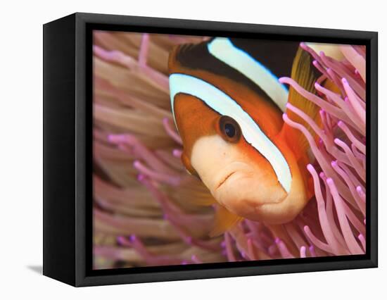 Anemonefish, Tukang Besi/Wakatobi Archipelago Marine Preserve, South Sulawesi, Indonesia-Stuart Westmorland-Framed Premier Image Canvas