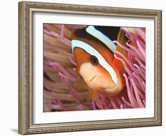 Anemonefish, Tukang Besi/Wakatobi Archipelago Marine Preserve, South Sulawesi, Indonesia-Stuart Westmorland-Framed Photographic Print