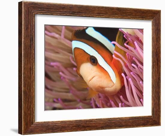 Anemonefish, Tukang Besi/Wakatobi Archipelago Marine Preserve, South Sulawesi, Indonesia-Stuart Westmorland-Framed Photographic Print